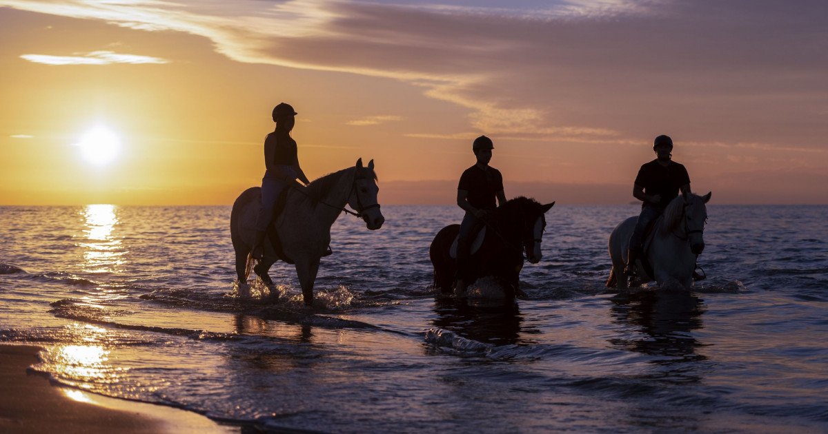 🐴 에리카의 말 농장(에리카스 호스 팜 | 코스 호스 라이딩)